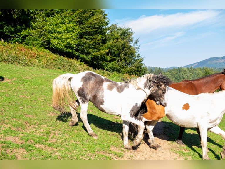 Pintos Caballo castrado 3 años 135 cm Pío in Wambach, Kleines Wiesental