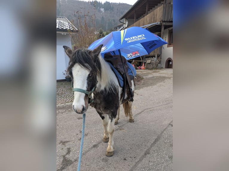 Pintos Caballo castrado 3 años 135 cm Pío in Wambach, Kleines Wiesental