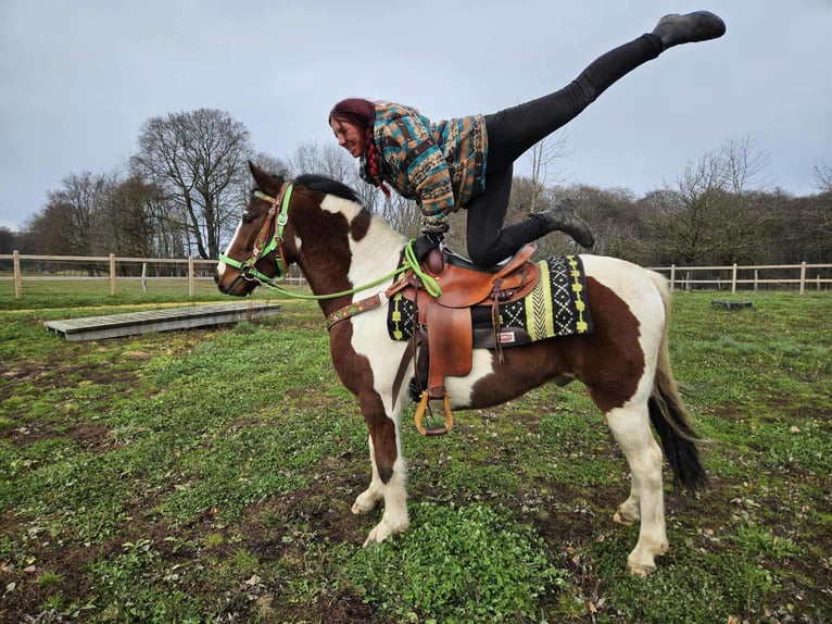 Pintos Caballo castrado 3 años 143 cm Pío in Linkenbach