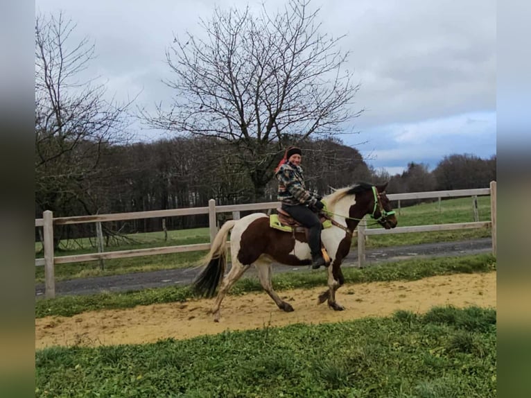 Pintos Caballo castrado 3 años 143 cm Pío in Linkenbach