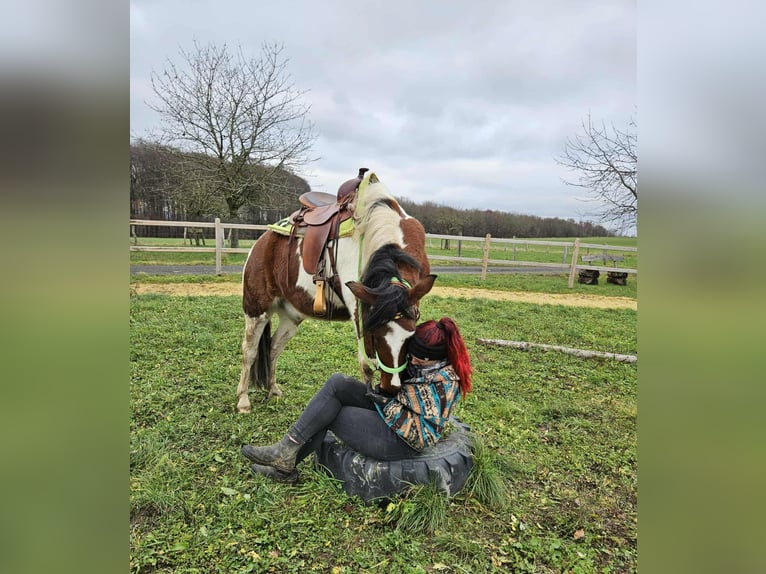 Pintos Caballo castrado 3 años 143 cm Pío in Linkenbach