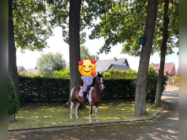 Pintos Mestizo Caballo castrado 3 años 144 cm Pío in Isterberg
