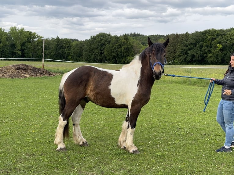 Pintos Caballo castrado 3 años 146 cm Tobiano-todas las-capas in Fuchstal