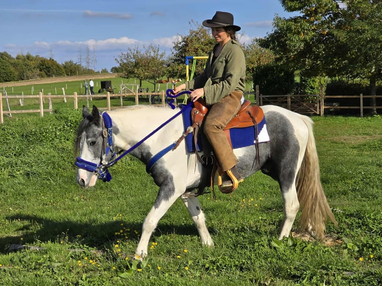 Pintos Caballo castrado 3 años 149 cm Pío in Linkenbach
