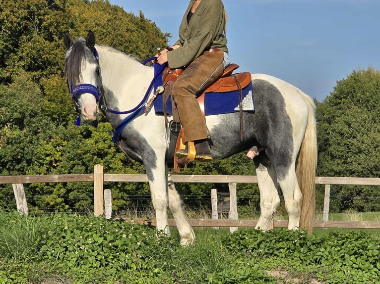 Pintos Caballo castrado 3 años 149 cm Pío in Linkenbach