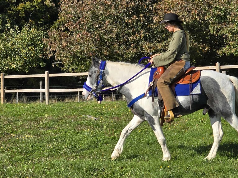 Pintos Caballo castrado 3 años 149 cm Pío in Linkenbach