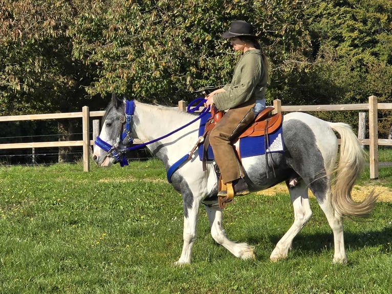 Pintos Caballo castrado 3 años 149 cm Pío in Linkenbach