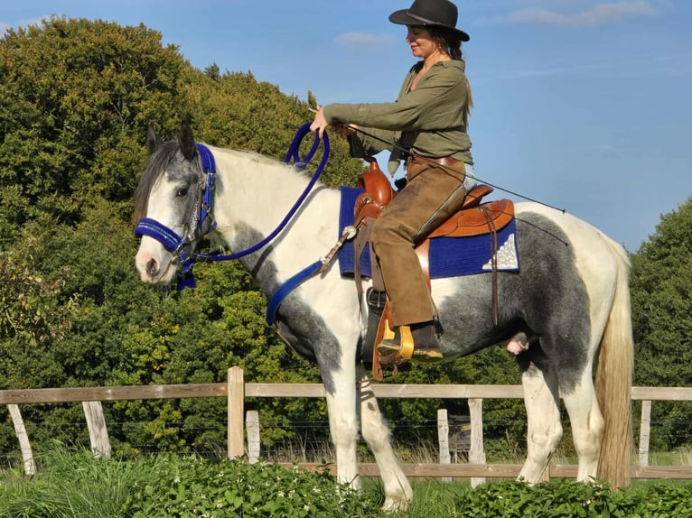 Pintos Caballo castrado 3 años 149 cm Pío in Linkenbach