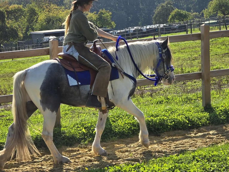 Pintos Caballo castrado 3 años 149 cm Pío in Linkenbach
