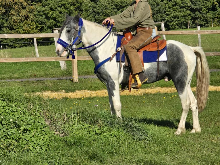 Pintos Caballo castrado 3 años 149 cm Pío in Linkenbach
