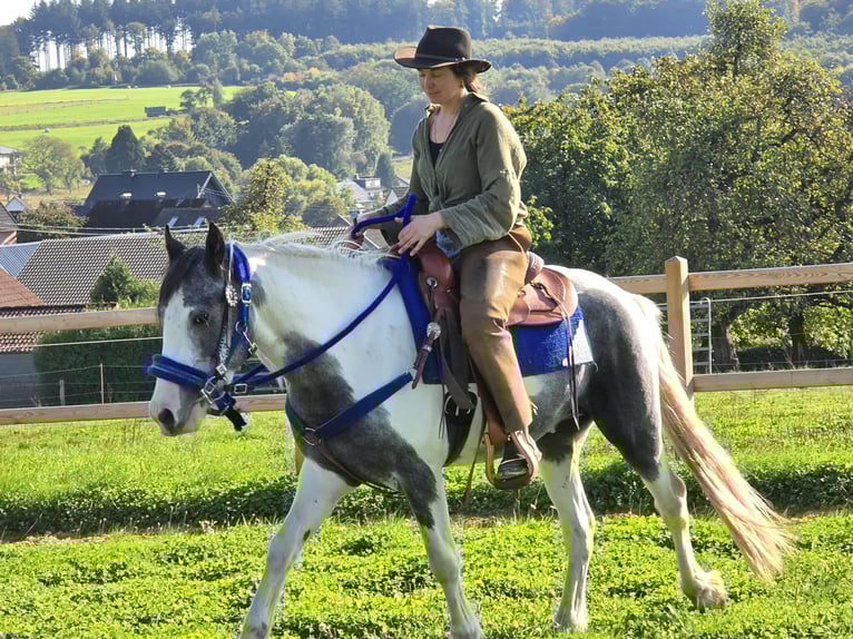 Pintos Caballo castrado 3 años 149 cm Pío in Linkenbach