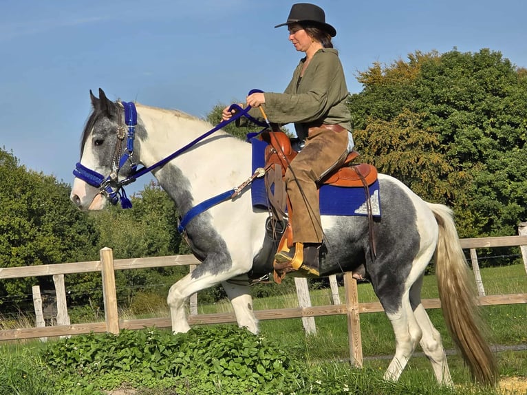 Pintos Caballo castrado 3 años 149 cm Pío in Linkenbach