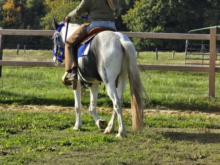 Pintos Caballo castrado 3 años 149 cm Pío in Linkenbach