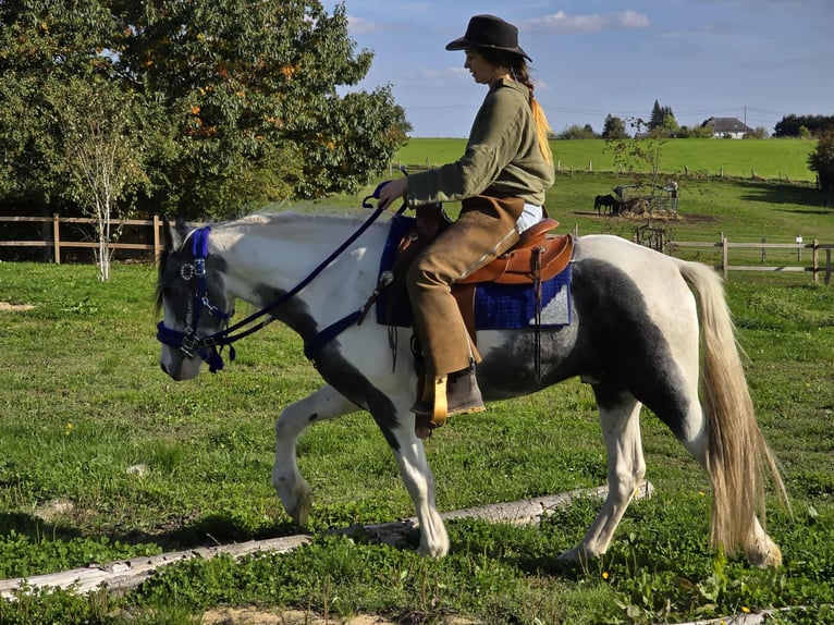 Pintos Caballo castrado 3 años 149 cm Pío in Linkenbach