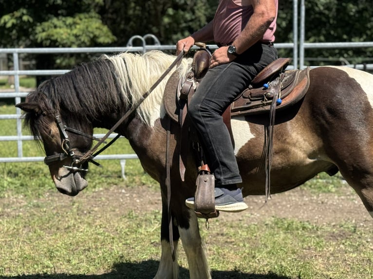 Pintos Caballo castrado 3 años 149 cm Tobiano-todas las-capas in Fuchstal
