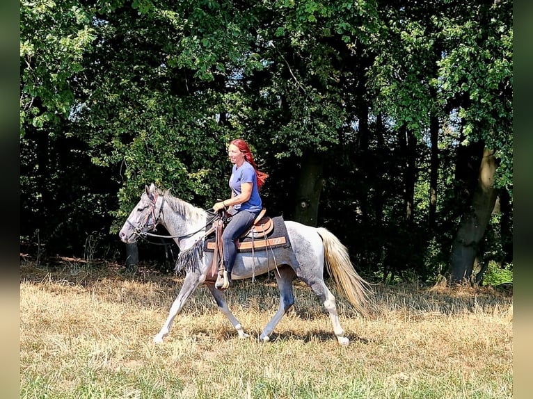 Pintos Caballo castrado 3 años 150 cm Pío in Linkenbach