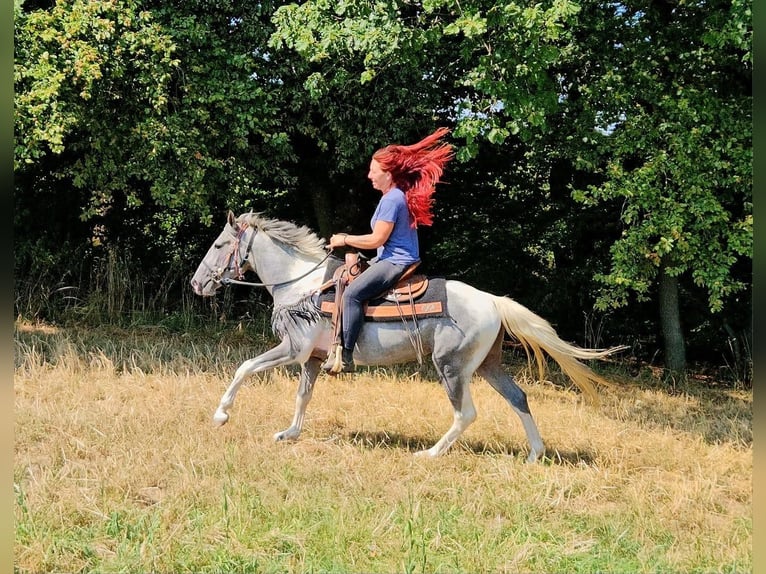 Pintos Caballo castrado 3 años 150 cm Pío in Linkenbach