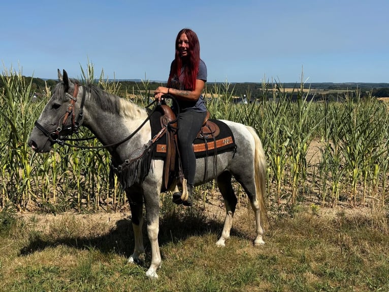 Pintos Caballo castrado 3 años 150 cm Pío in Linkenbach