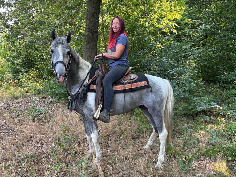 Pintos Caballo castrado 3 años 150 cm Pío in Linkenbach