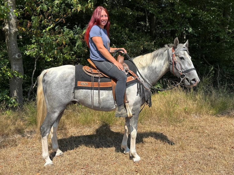 Pintos Caballo castrado 3 años 150 cm Pío in Linkenbach