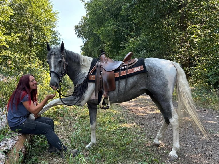 Pintos Caballo castrado 3 años 150 cm Pío in Linkenbach