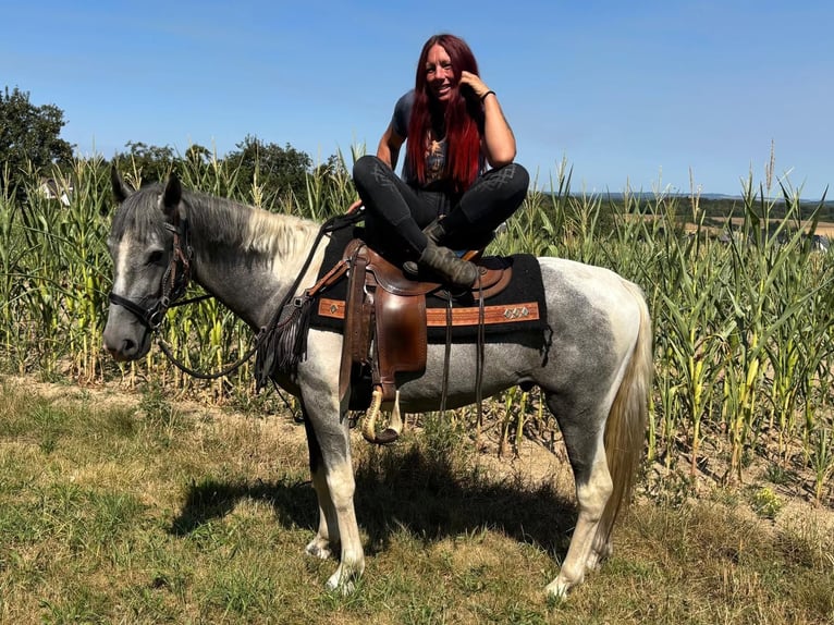 Pintos Caballo castrado 3 años 150 cm Pío in Linkenbach