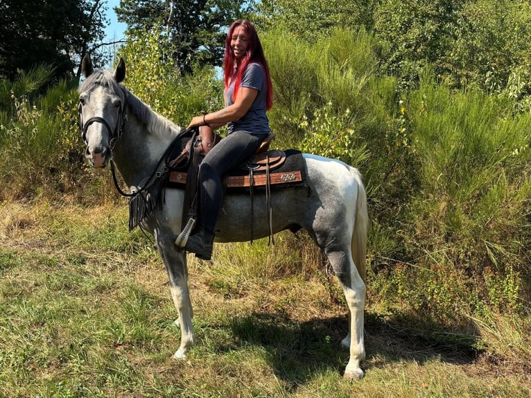 Pintos Caballo castrado 3 años 150 cm Pío in Linkenbach