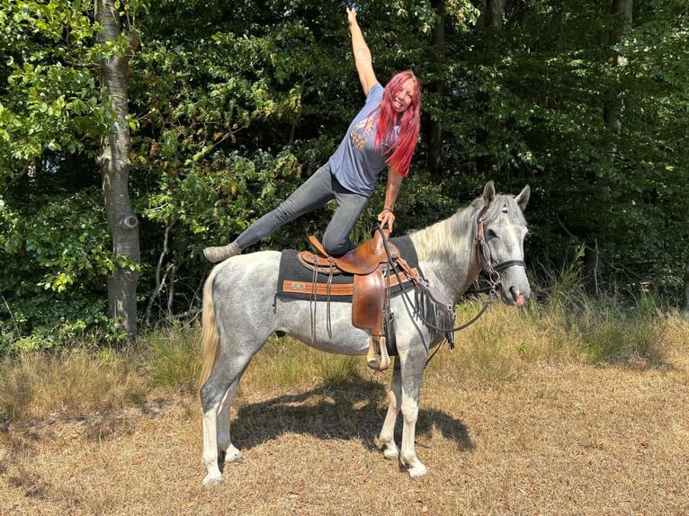 Pintos Caballo castrado 3 años 150 cm Pío in Linkenbach