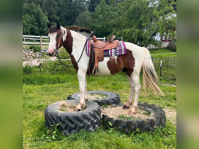 Pintos Mestizo Caballo castrado 3 años 152 cm Pío in Bayerbach