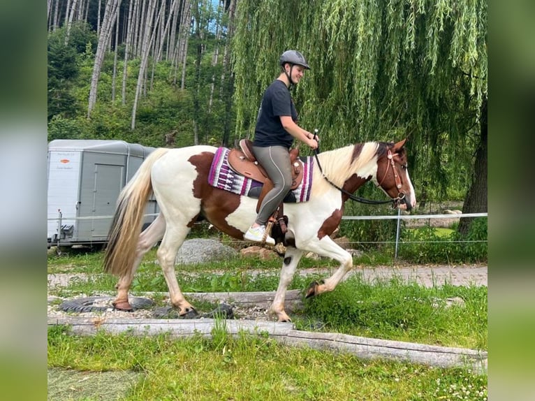 Pintos Mestizo Caballo castrado 3 años 152 cm Pío in Bayerbach