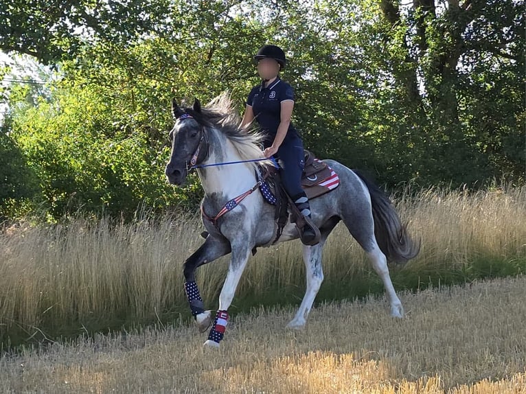 Pintos Caballo castrado 3 años 154 cm Pío in Linkenbach