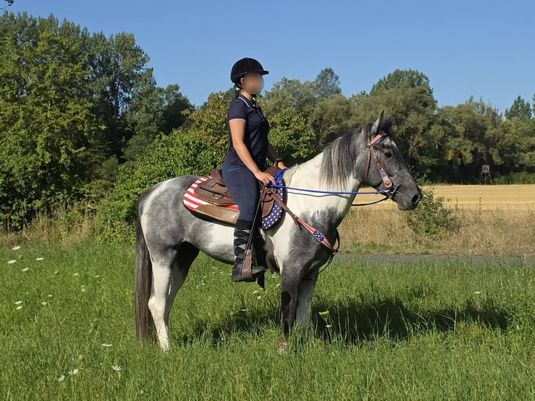 Pintos Caballo castrado 3 años 154 cm Pío in Linkenbach