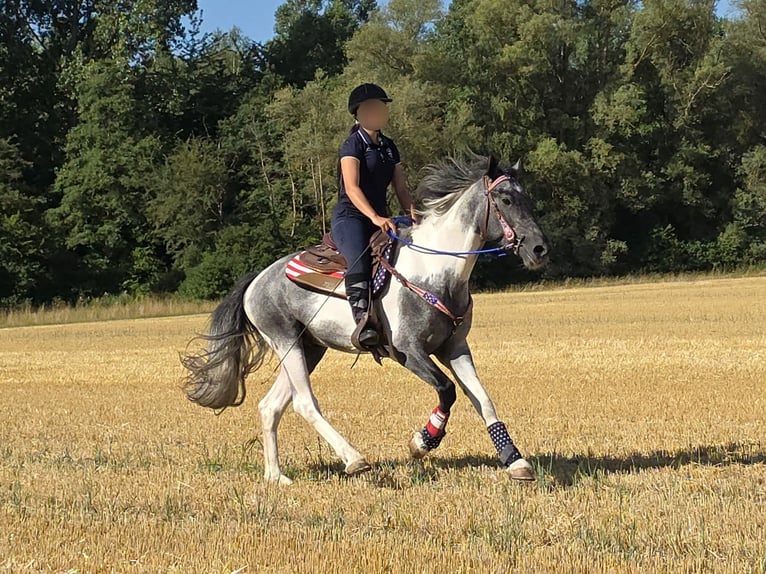 Pintos Caballo castrado 3 años 154 cm Pío in Linkenbach