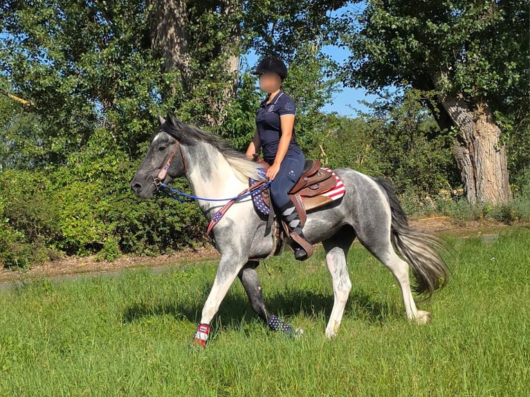 Pintos Caballo castrado 3 años 154 cm Pío in Linkenbach
