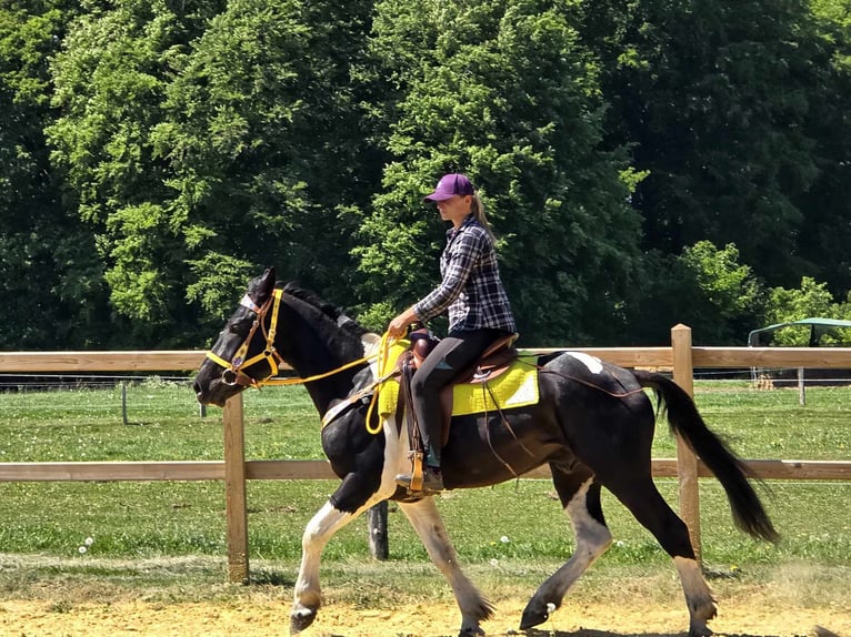 Pintos Caballo castrado 3 años 155 cm Pío in Linkenbach
