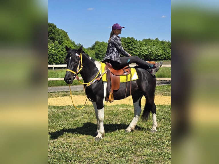 Pintos Caballo castrado 3 años 155 cm Pío in Linkenbach