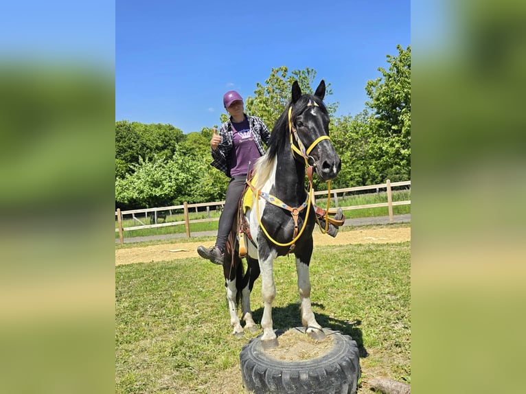 Pintos Caballo castrado 3 años 155 cm Pío in Linkenbach