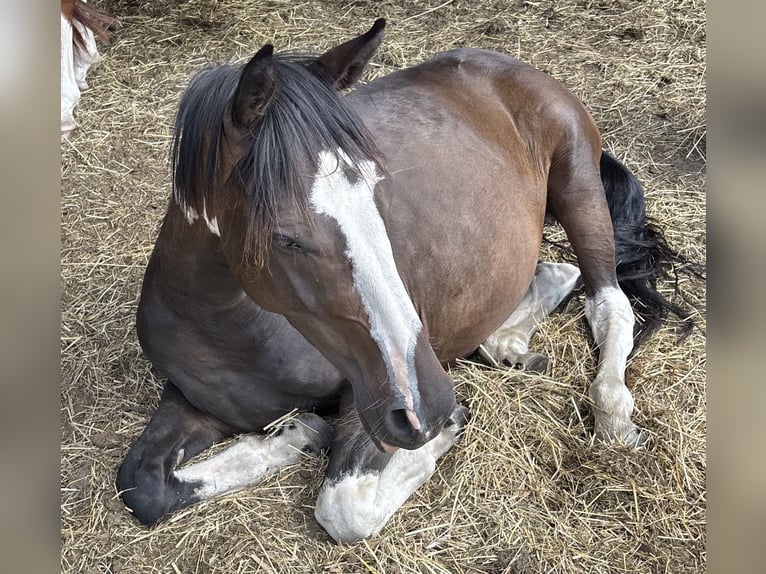 Pintos Caballo castrado 3 años 155 cm Pío in Holste