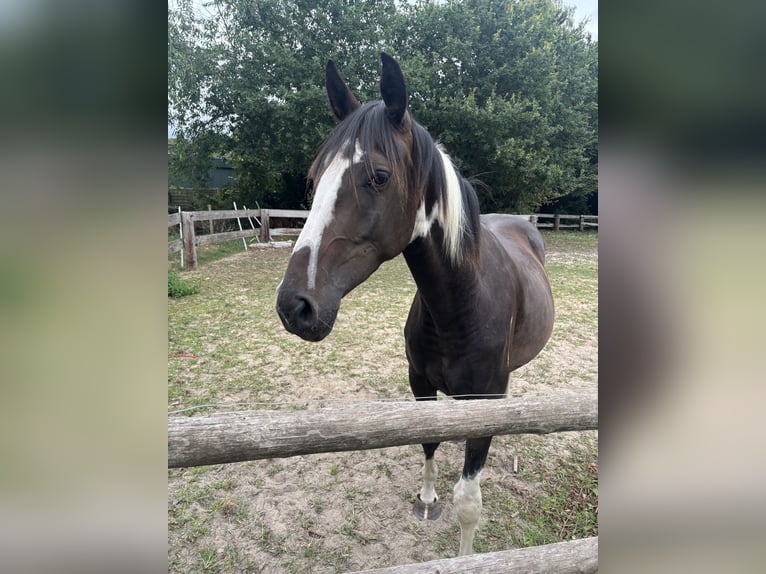 Pintos Caballo castrado 3 años 155 cm Pío in Holste