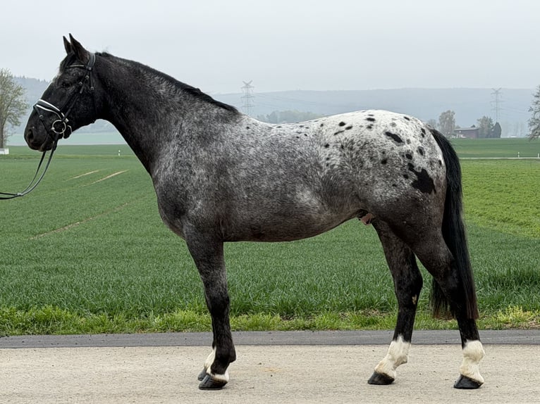 Pintos Mestizo Caballo castrado 3 años 158 cm Atigrado/Moteado in Riedlingen