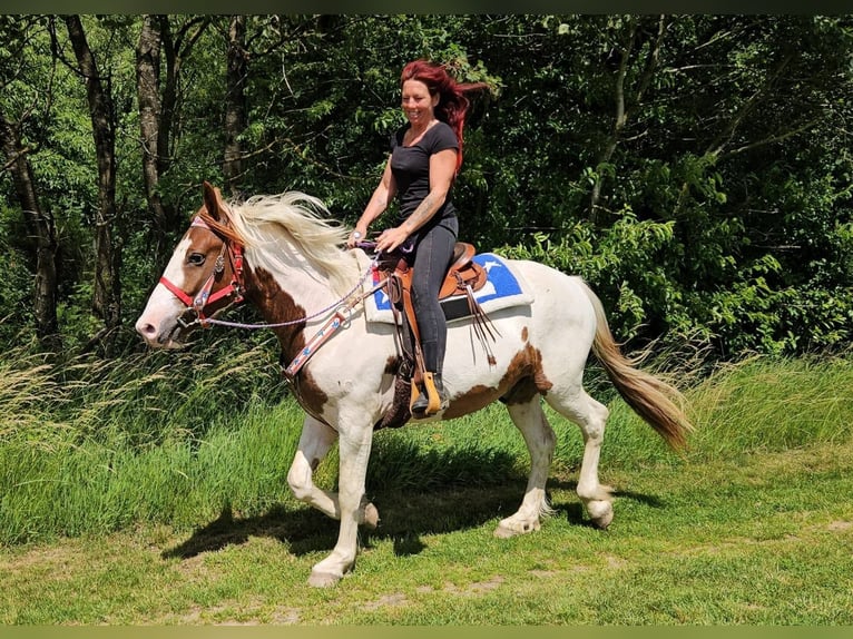 Pintos Caballo castrado 3 años 160 cm Pío in Linkenbach