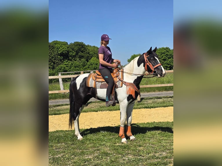 Pintos Caballo castrado 3 años in Linkenbach