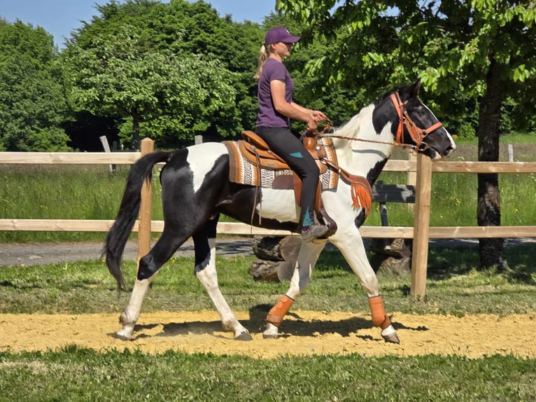 Pintos Caballo castrado 3 años in Linkenbach
