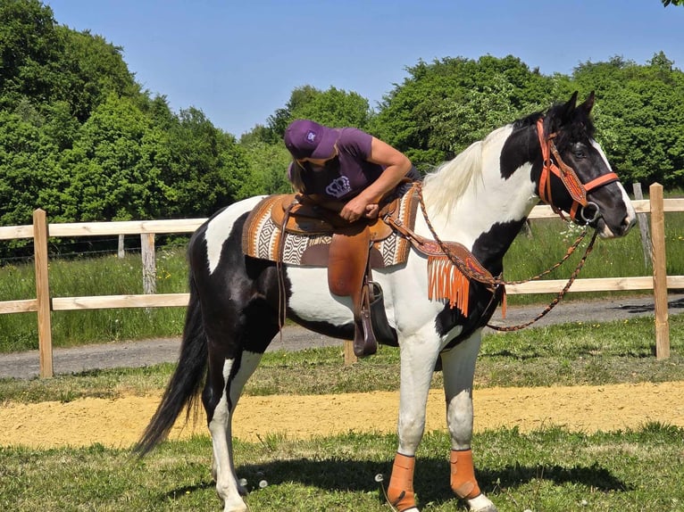 Pintos Caballo castrado 3 años in Linkenbach