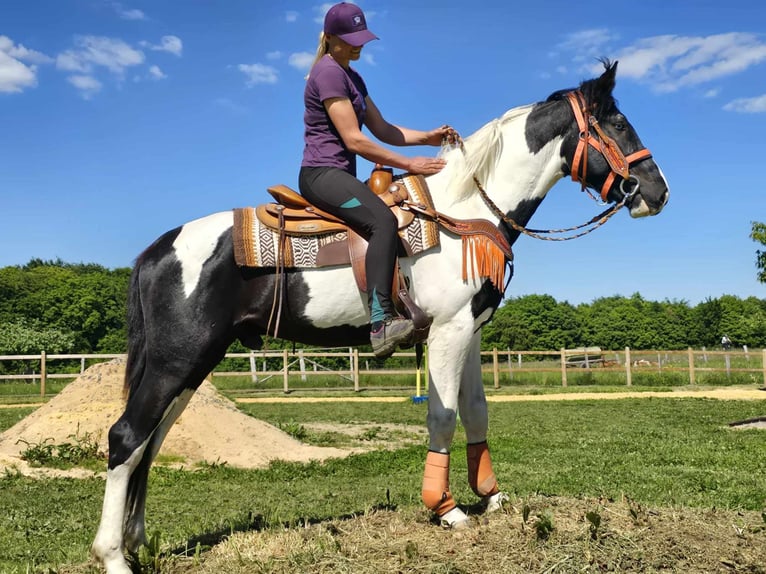 Pintos Caballo castrado 3 años in Linkenbach