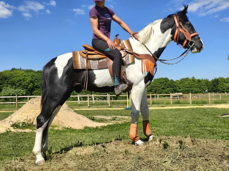 Pintos Caballo castrado 3 años in Linkenbach