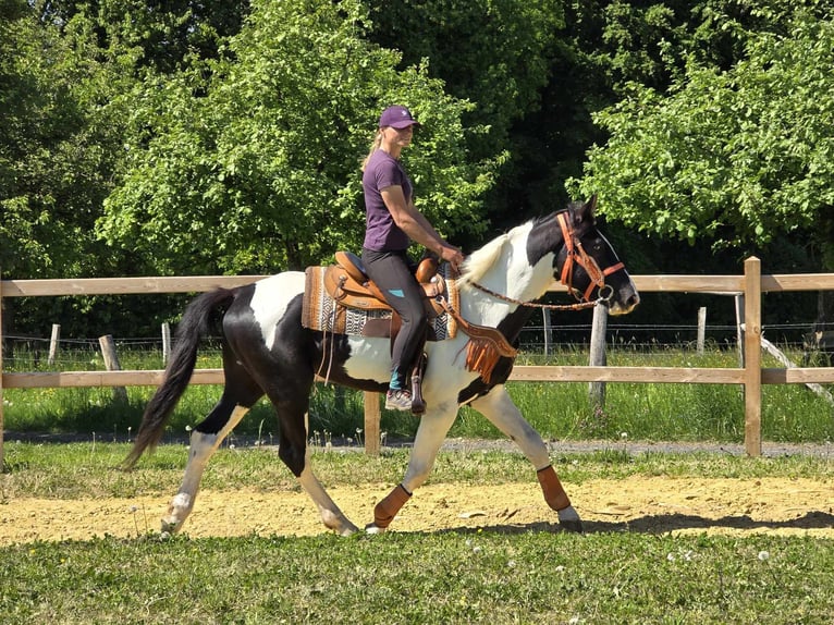Pintos Caballo castrado 3 años in Linkenbach