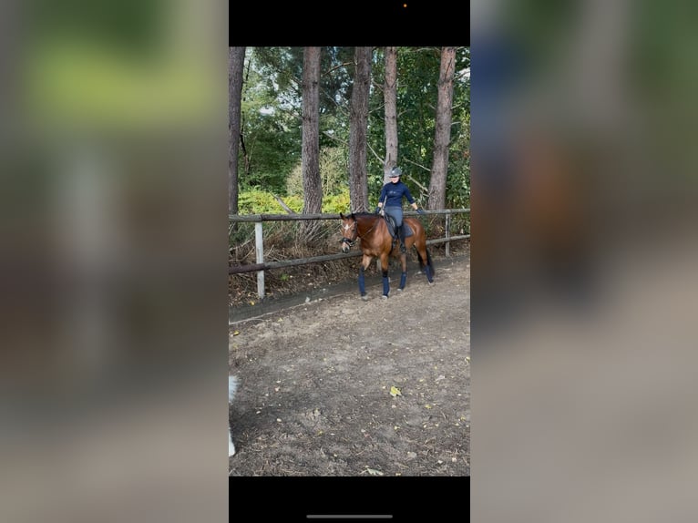 Pintos Caballo castrado 4 años 146 cm Castaño in Gro&#xDF;enkneten