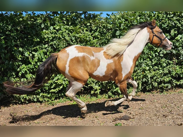 Pintos Caballo castrado 4 años 146 cm Pío in Linkenbach