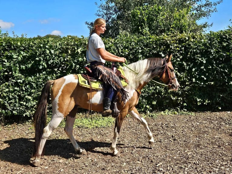 Pintos Caballo castrado 4 años 146 cm Pío in Linkenbach